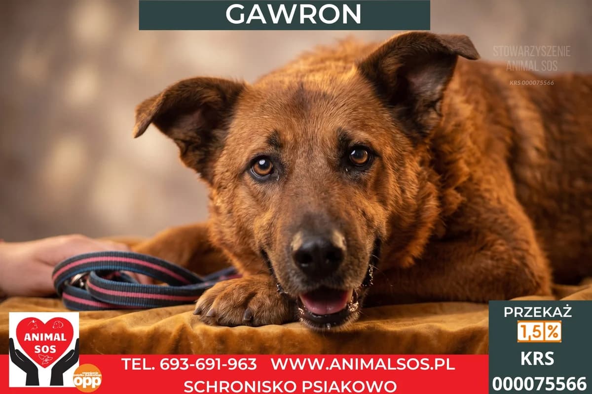 GAWRON, male 4yo Mixed Breed for adoption at Animal Sos Psiakowo Centrum Adopcyjne, 99-423