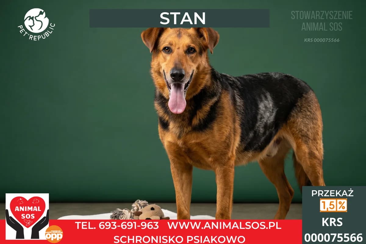STAN, male senior Mixed Breed for adoption at Animal Sos Psiakowo Centrum Adopcyjne, 99-423