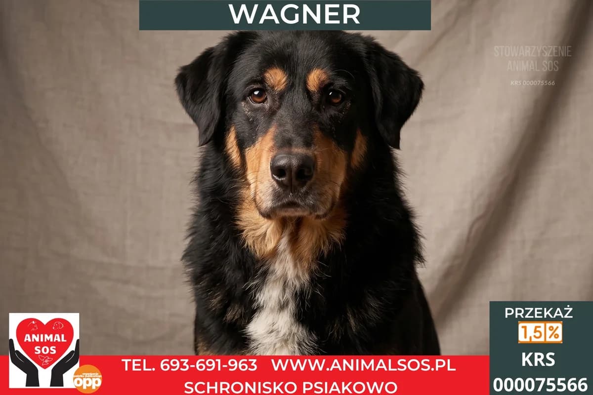 WAGNER, male senior Mixed Breed for adoption at Animal Sos Psiakowo Centrum Adopcyjne, 99-423