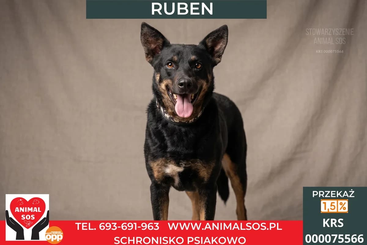 RUBEN, male 7yo Mixed Breed for adoption at Animal Sos Psiakowo Centrum Adopcyjne, 99-423