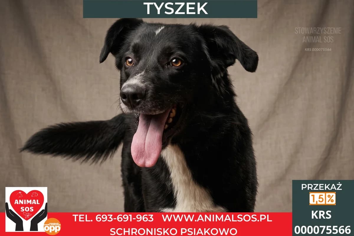 TYSZEK, male 4yo Mixed Breed for adoption at Animal Sos Psiakowo Centrum Adopcyjne, 99-423