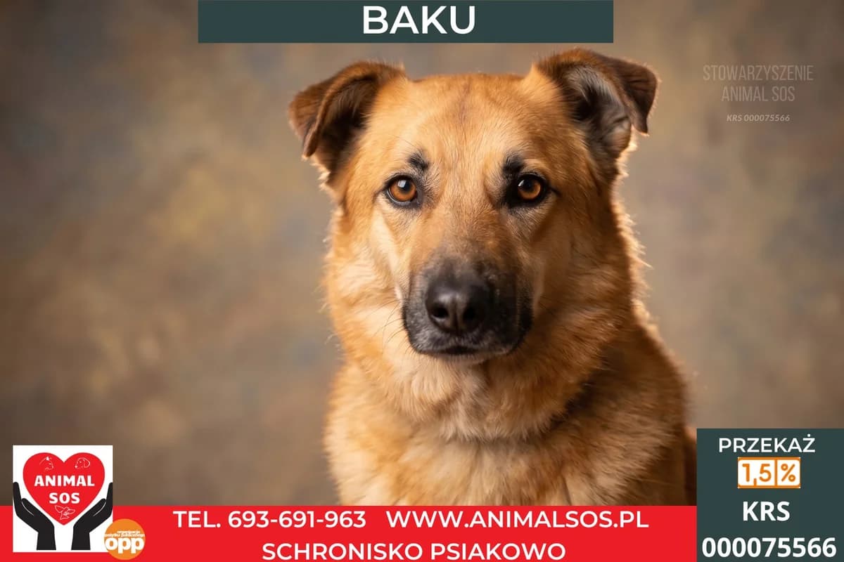 BAKU, male senior Mixed Breed for adoption at Animal Sos Psiakowo Centrum Adopcyjne, 99-423