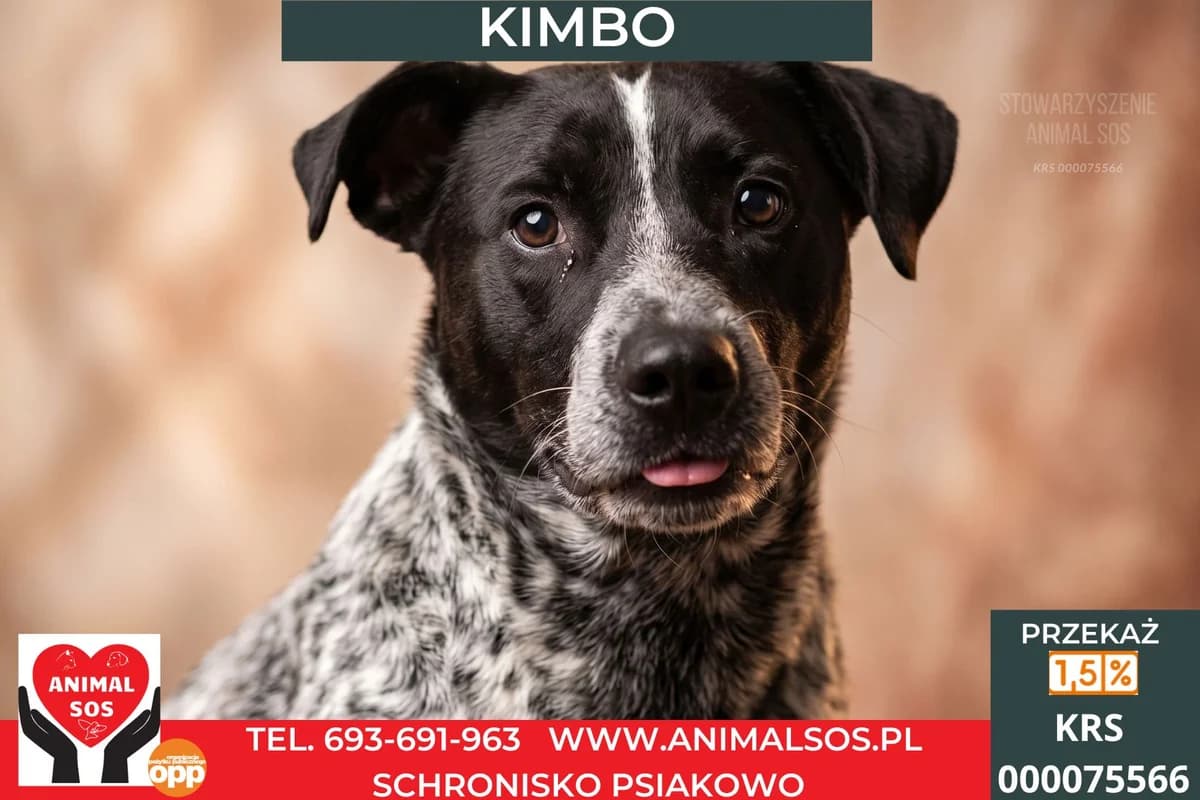 KIMBO, male 4yo Mixed Breed for adoption at Animal Sos Psiakowo Centrum Adopcyjne, 99-423