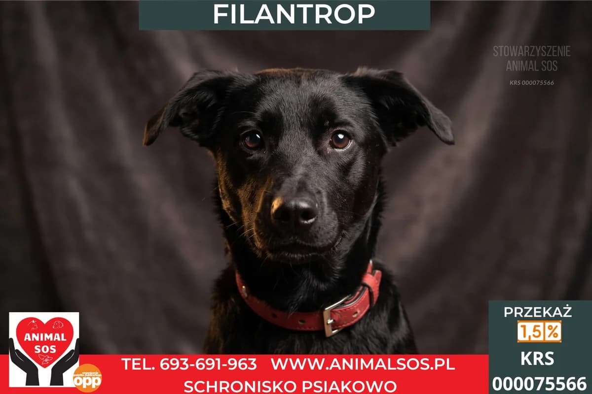 FILANTROP, male young Mixed Breed for adoption at Animal Sos Psiakowo Centrum Adopcyjne, 99-423