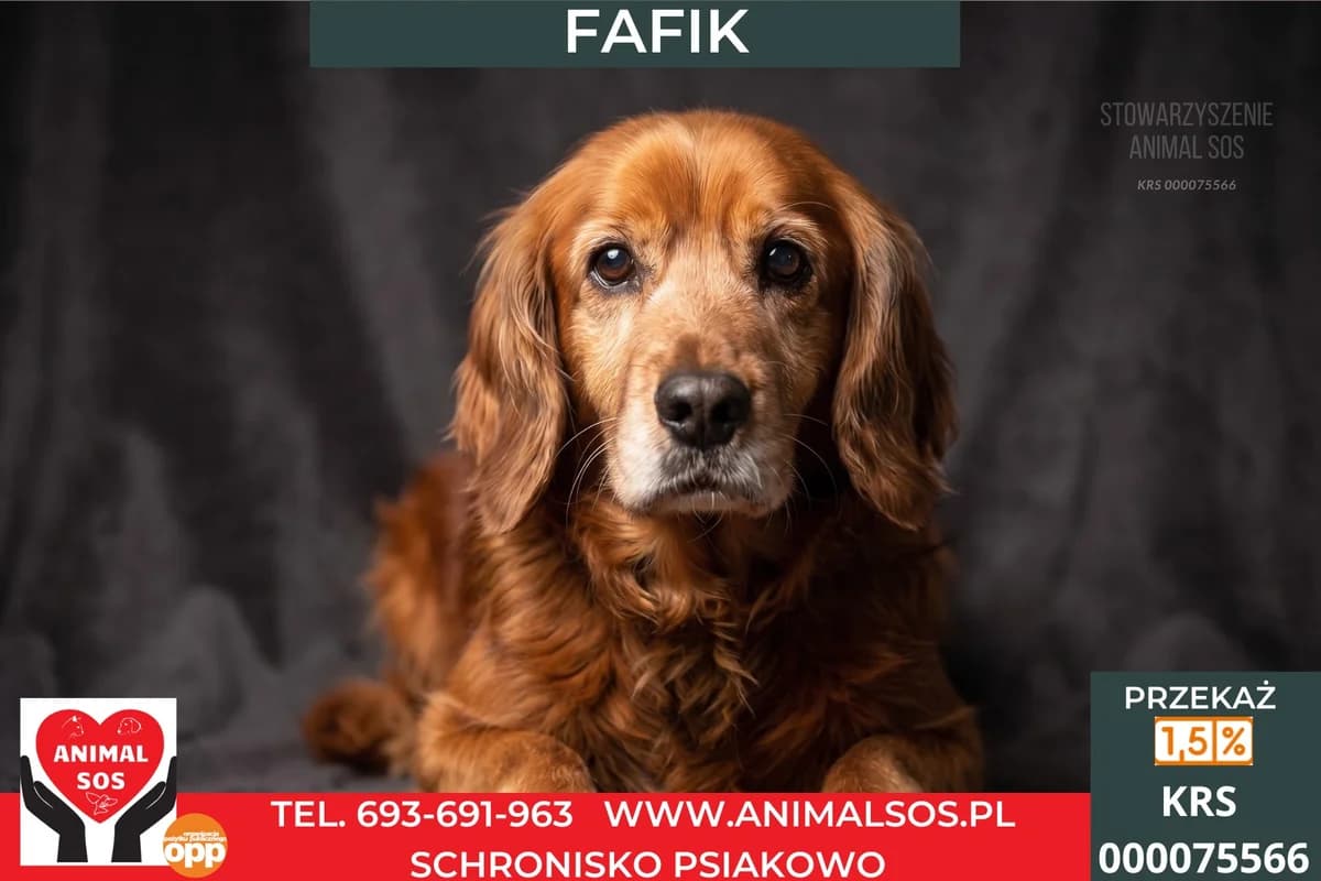 FAFIK, male senior Mixed Breed for adoption at Animal Sos Psiakowo Centrum Adopcyjne, 99-423