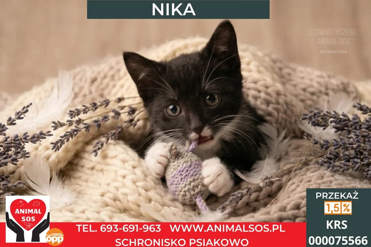 NIKA, female puppy Mixed Breed for adoption at Animal Sos Psiakowo Centrum Adopcyjne, 99-423