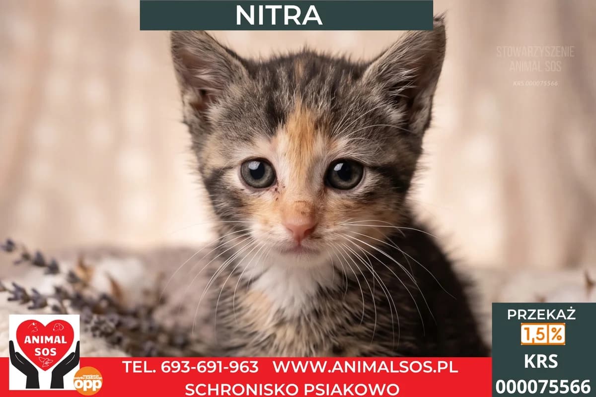 NITRA, female puppy Mixed Breed for adoption at Animal Sos Psiakowo Centrum Adopcyjne, 99-423