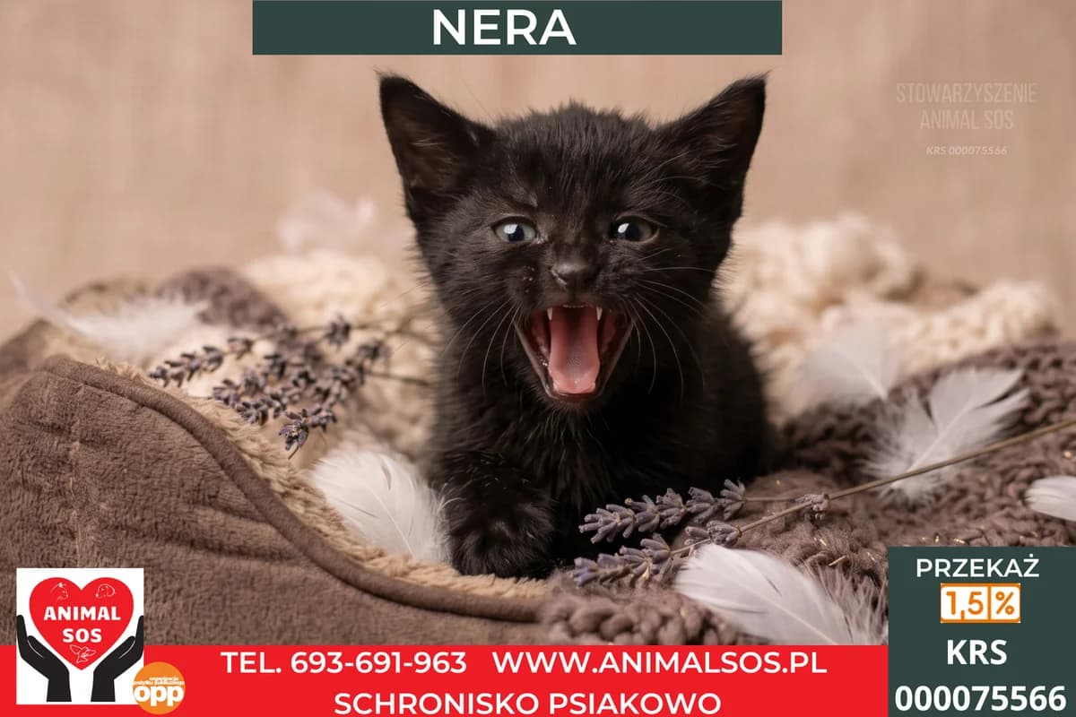 NERA, female puppy Mixed Breed for adoption at Animal Sos Psiakowo Centrum Adopcyjne, 99-423