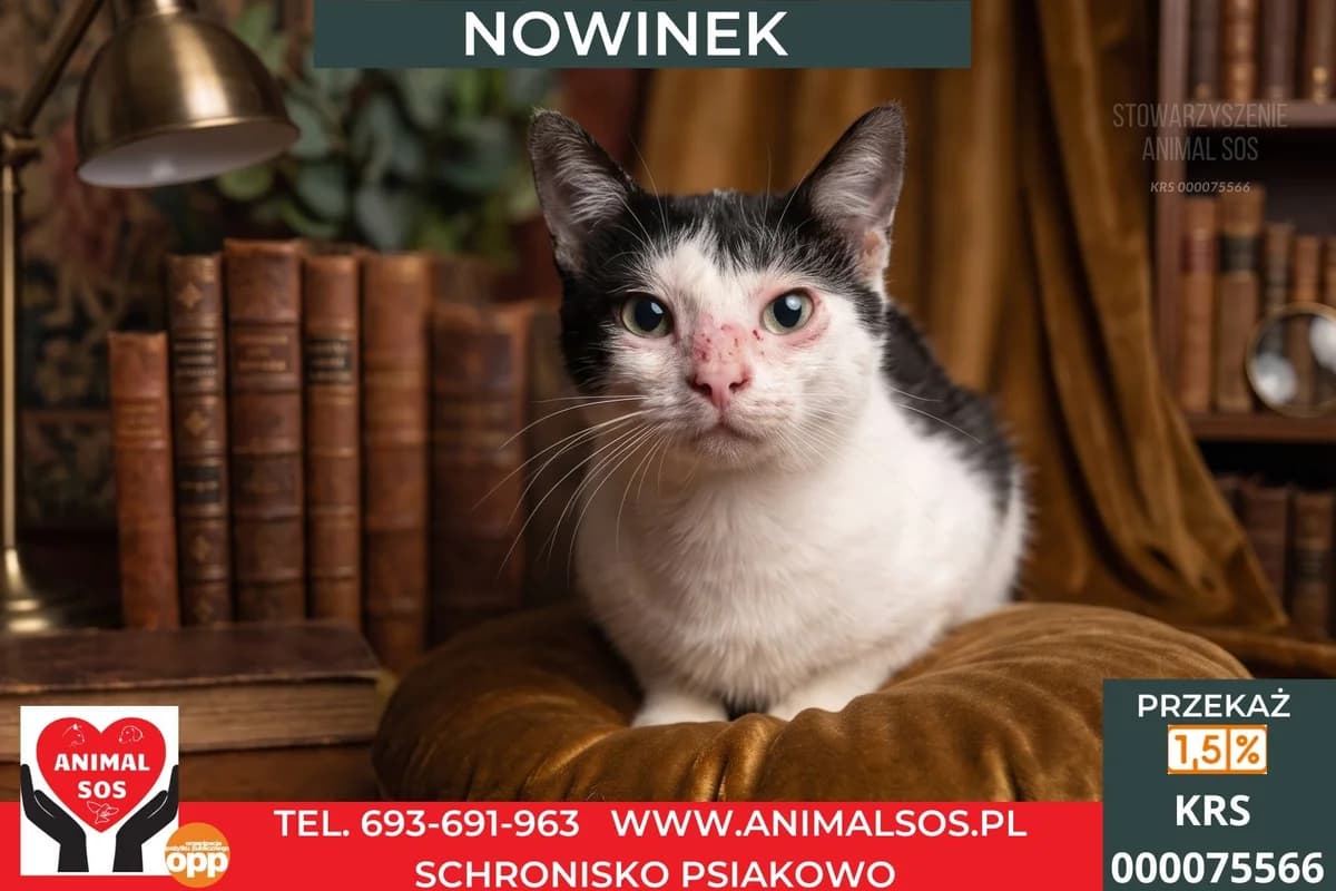 NOWINEK, male 6yo Mixed Breed for adoption at Animal Sos Psiakowo Centrum Adopcyjne, 99-423