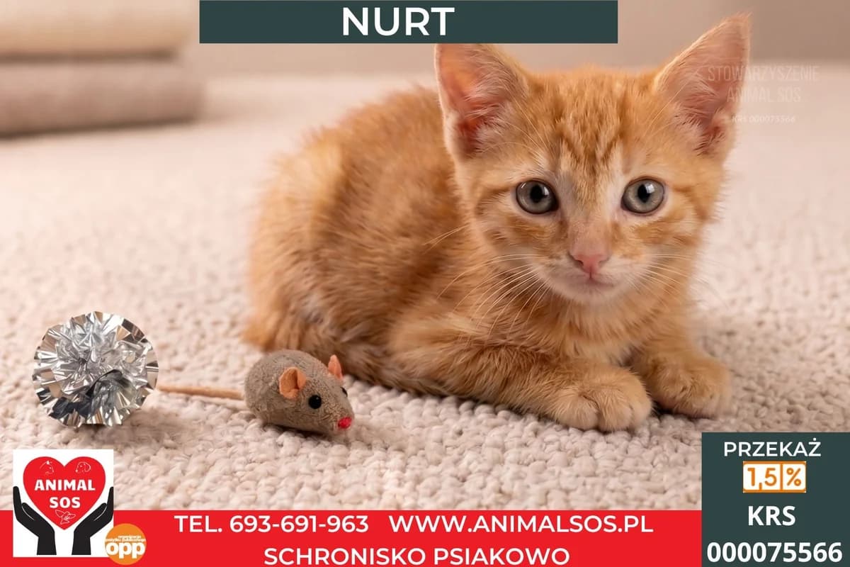 NURT, male puppy Mixed Breed for adoption at Animal Sos Psiakowo Centrum Adopcyjne, 99-423