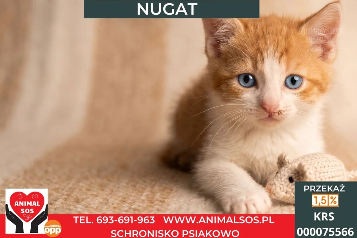 NUGAT, male puppy Mixed Breed for adoption at Animal Sos Psiakowo Centrum Adopcyjne, 99-423