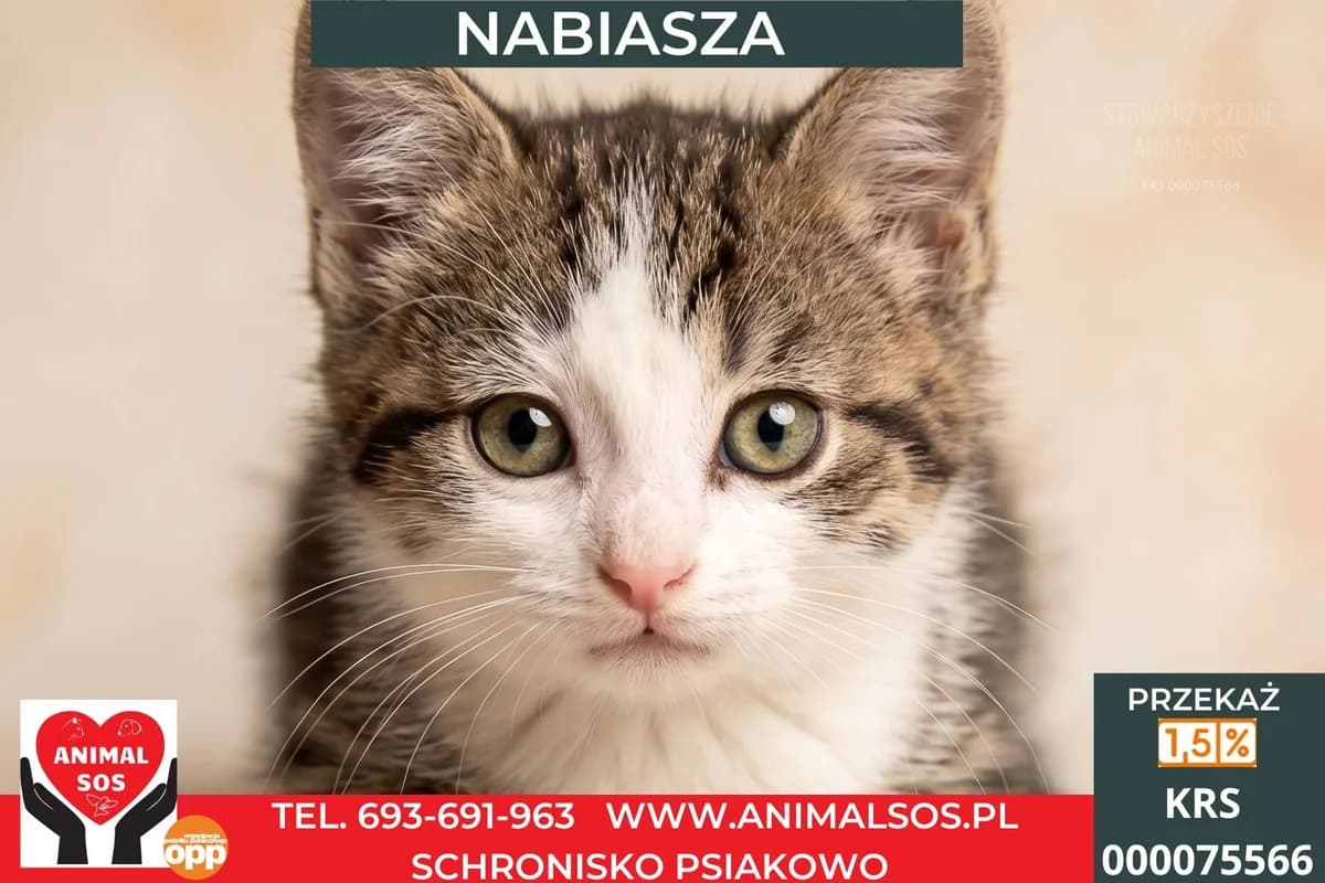 NABIASZA, female puppy Mixed Breed for adoption at Animal Sos Psiakowo Centrum Adopcyjne, 99-423