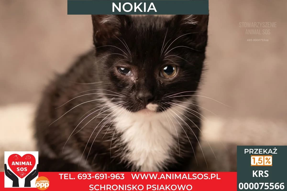 NOKIA, female young Mixed Breed for adoption at Animal Sos Psiakowo Centrum Adopcyjne, 99-423