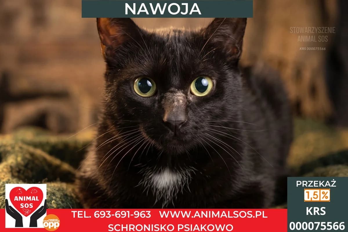 NAWOJA, female young Mixed Breed for adoption at Animal Sos Psiakowo Centrum Adopcyjne, 99-423