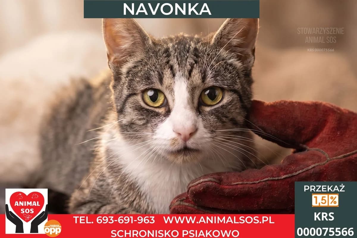 NAWONKA, female senior Mixed Breed for adoption at Animal Sos Psiakowo Centrum Adopcyjne, 99-423