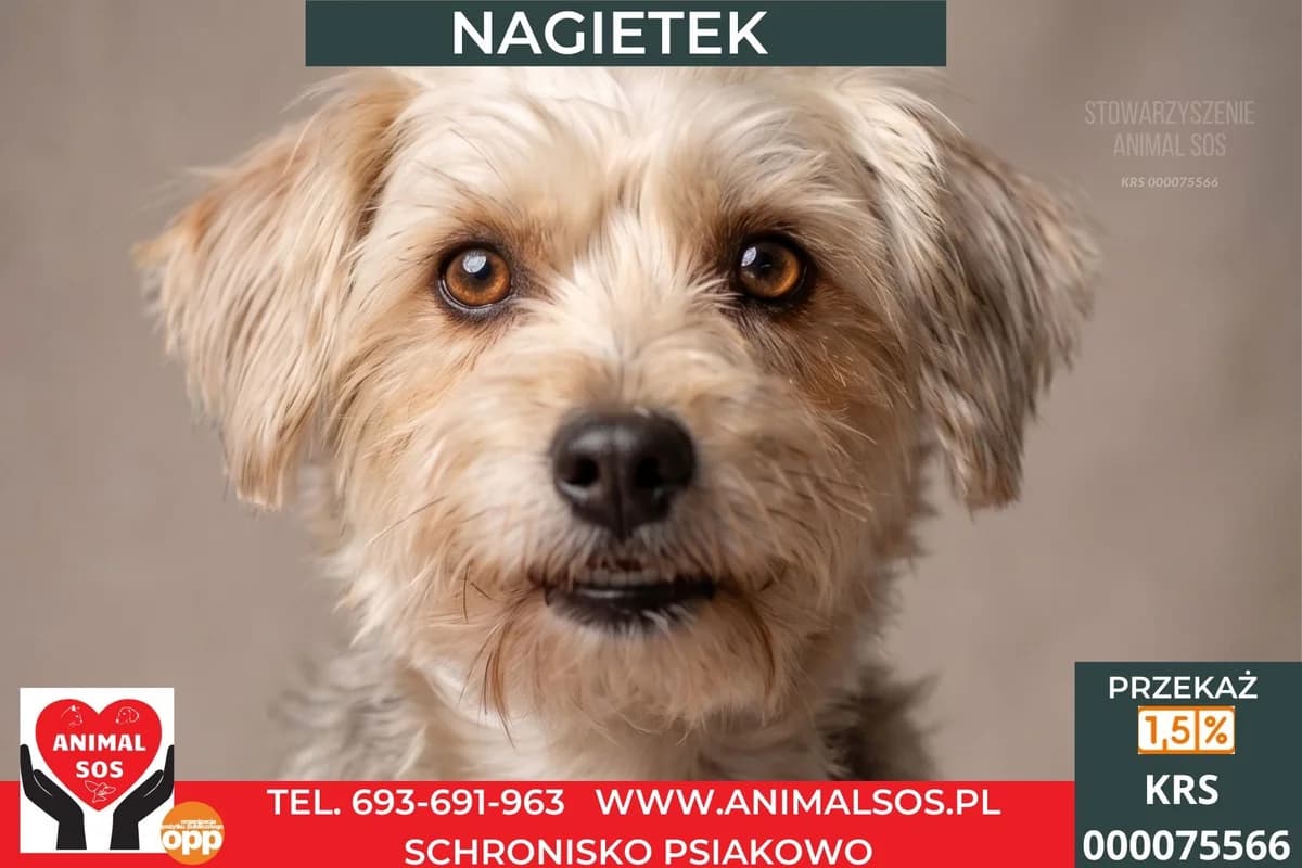 NAGIETEK, male young Mixed Breed for adoption at Animal Sos Psiakowo Centrum Adopcyjne, 99-423