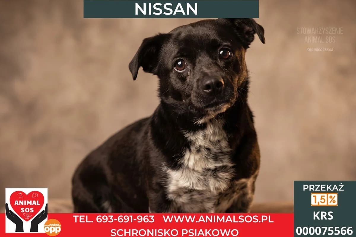 NISSAN, male senior Mixed Breed for adoption at Animal Sos Psiakowo Centrum Adopcyjne, 99-423