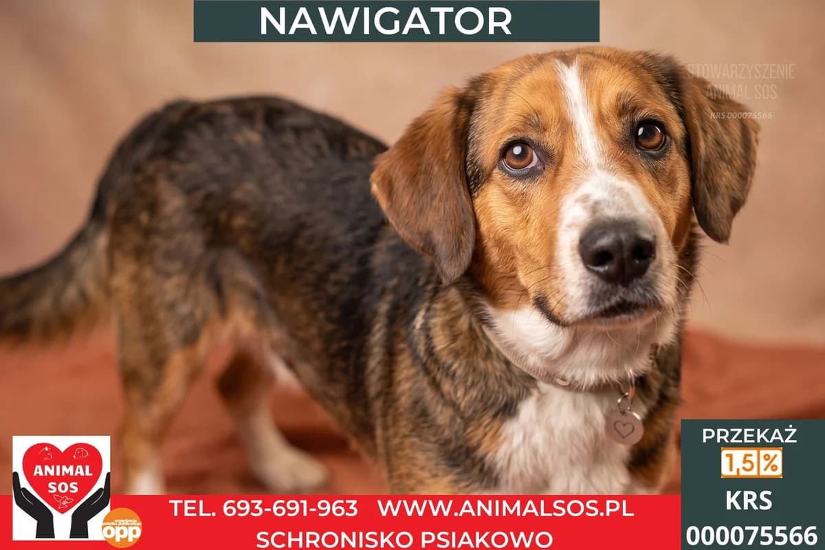 NAVIGATOR, male 6yo Mixed Breed for adoption at Animal Sos Psiakowo Centrum Adopcyjne, 99-423