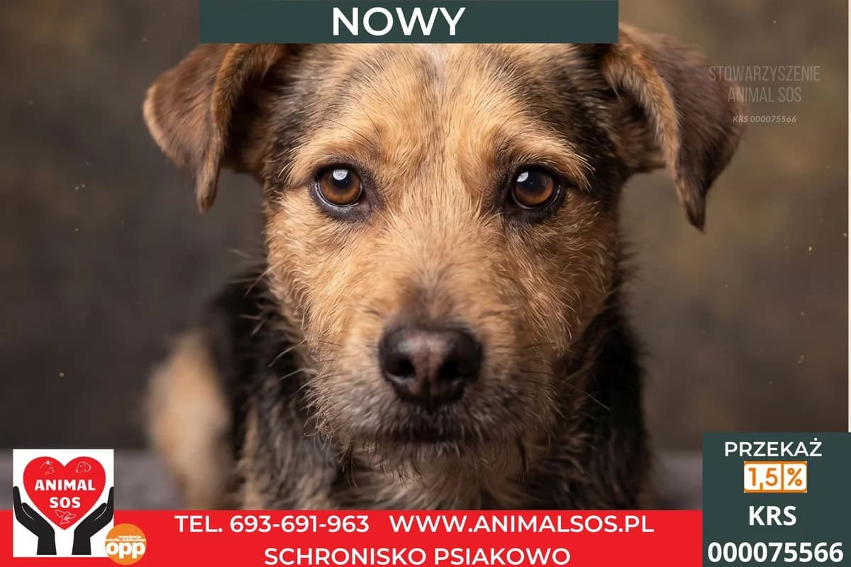 NOWY, male young Mixed Breed for adoption at Animal Sos Psiakowo Centrum Adopcyjne, 99-423