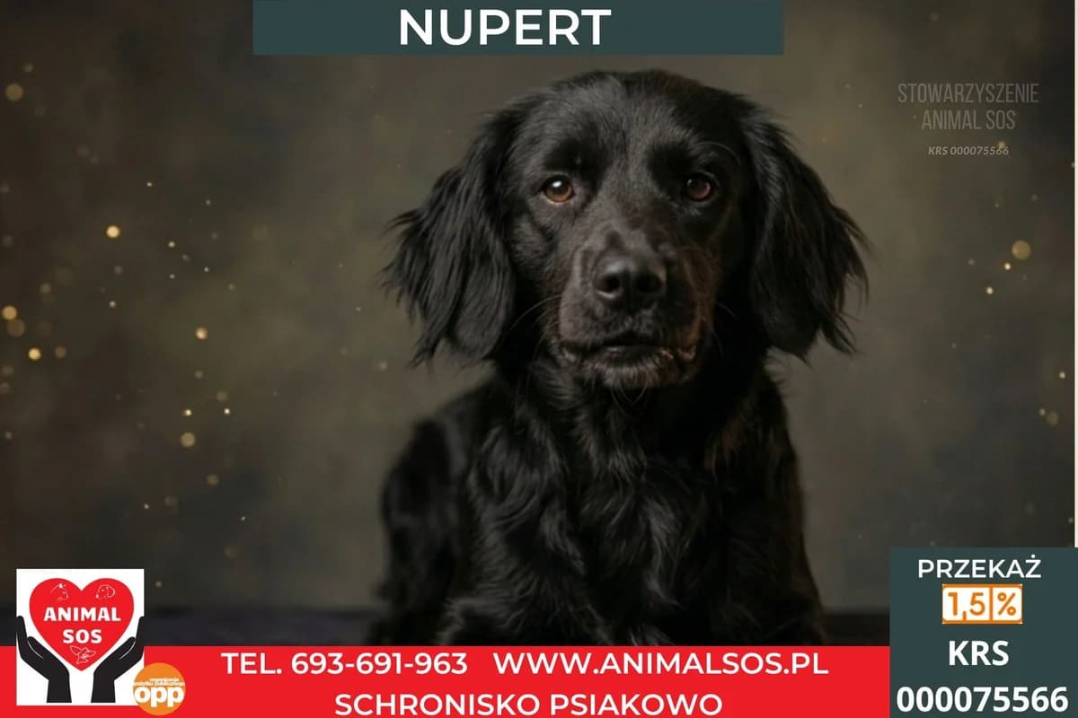 NUPERT, male young Mixed Breed for adoption at Animal Sos Psiakowo Centrum Adopcyjne, 99-423