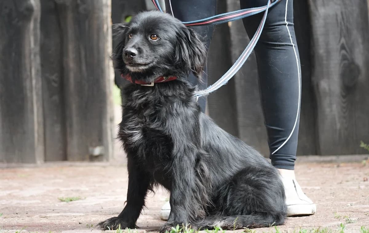 NUPERT, male young Mixed Breed for adoption at Animal Sos Psiakowo Centrum Adopcyjne, 99-423
