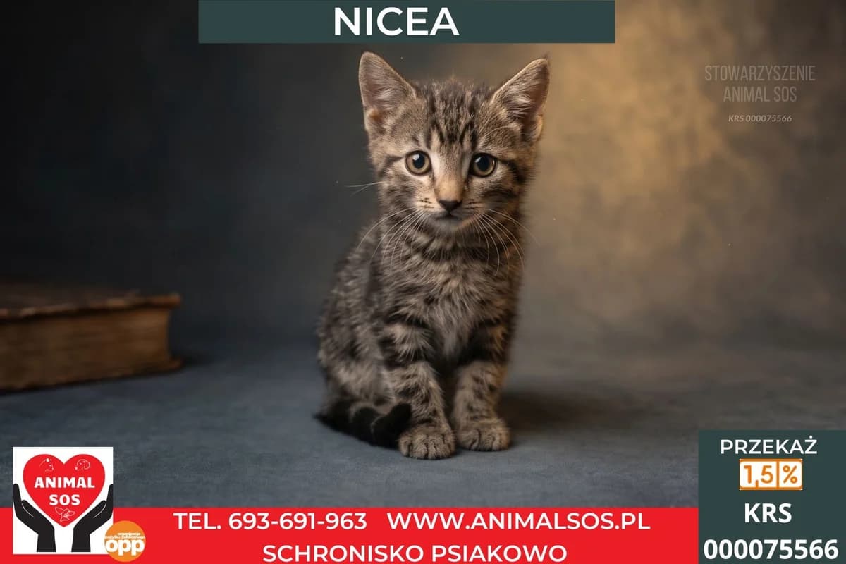 NICEA, female puppy Mixed Breed for adoption at Animal Sos Psiakowo Centrum Adopcyjne, 99-423