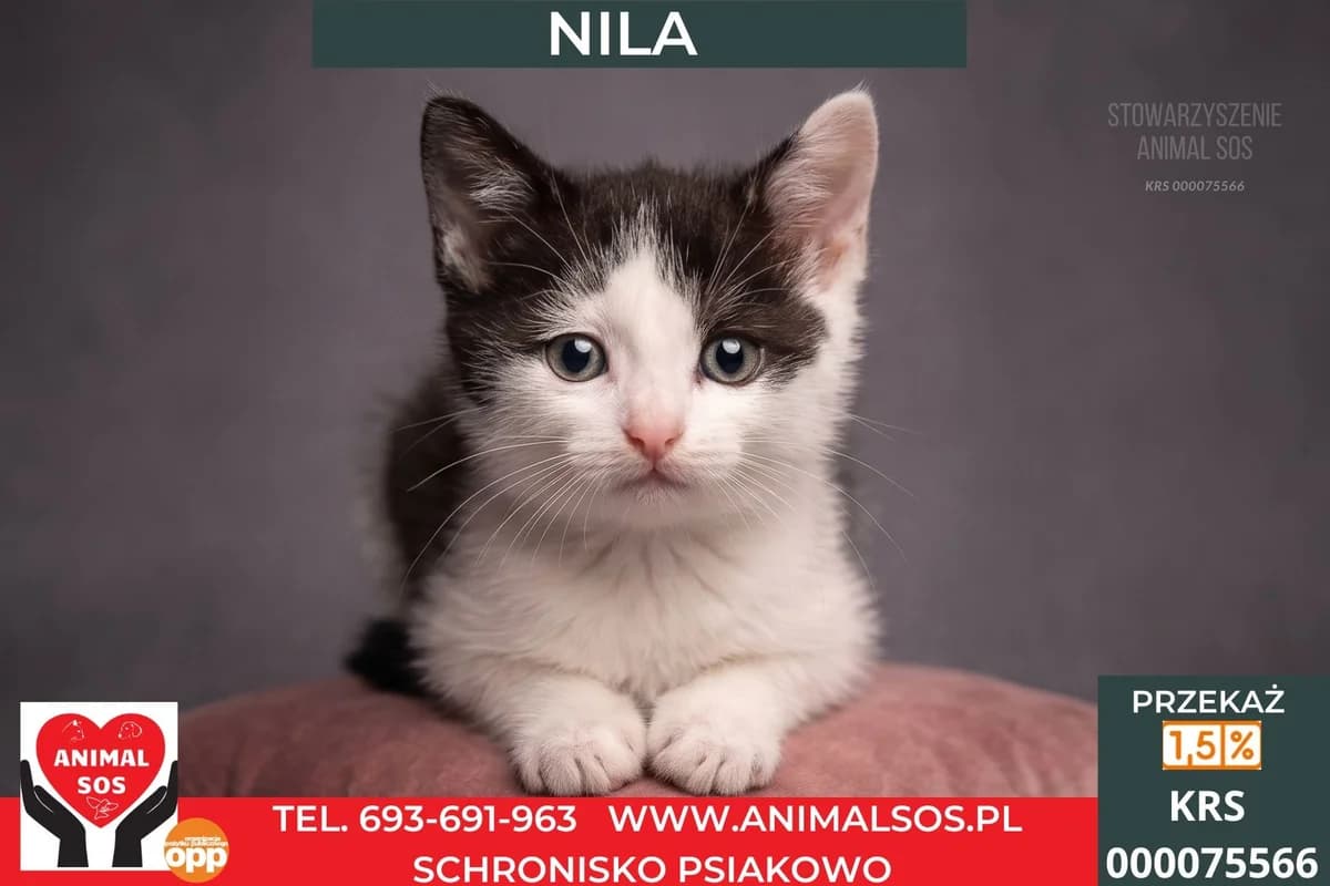 NILA, female puppy Mixed Breed for adoption at Animal Sos Psiakowo Centrum Adopcyjne, 99-423