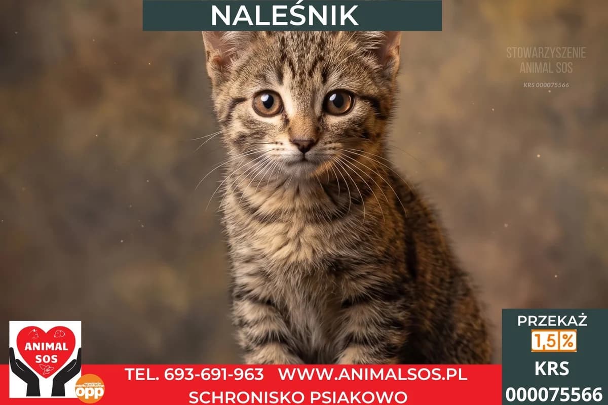 NALEŚNIK, male puppy Mixed Breed for adoption at Animal Sos Psiakowo Centrum Adopcyjne, 99-423