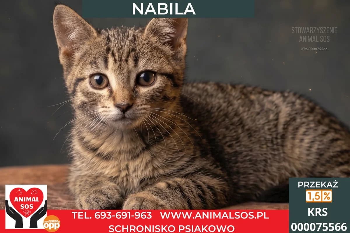 NABILA, female puppy Mixed Breed for adoption at Animal Sos Psiakowo Centrum Adopcyjne, 99-423