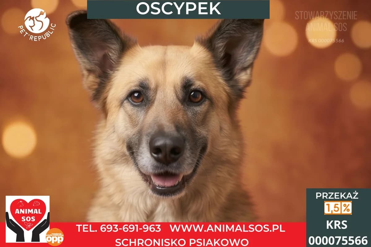 OSCYPEK, male 5yo Mixed Breed for adoption at Animal Sos Psiakowo Centrum Adopcyjne, 99-423