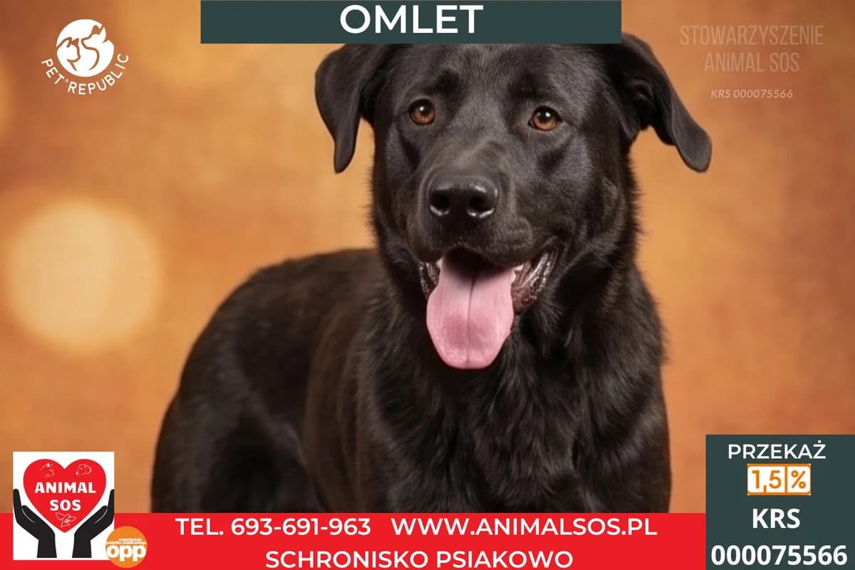OMLET, male young Mixed Breed for adoption at Animal Sos Psiakowo Centrum Adopcyjne, 99-423