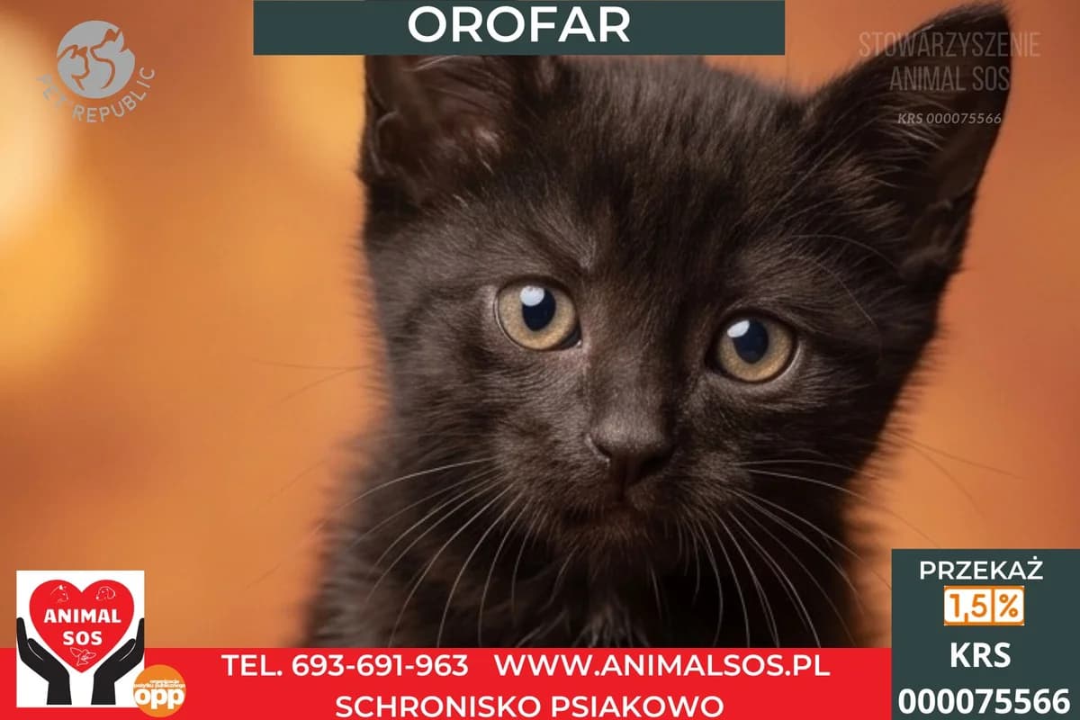 OROFAR, male puppy Mixed Breed for adoption at Animal Sos Psiakowo Centrum Adopcyjne, 99-423
