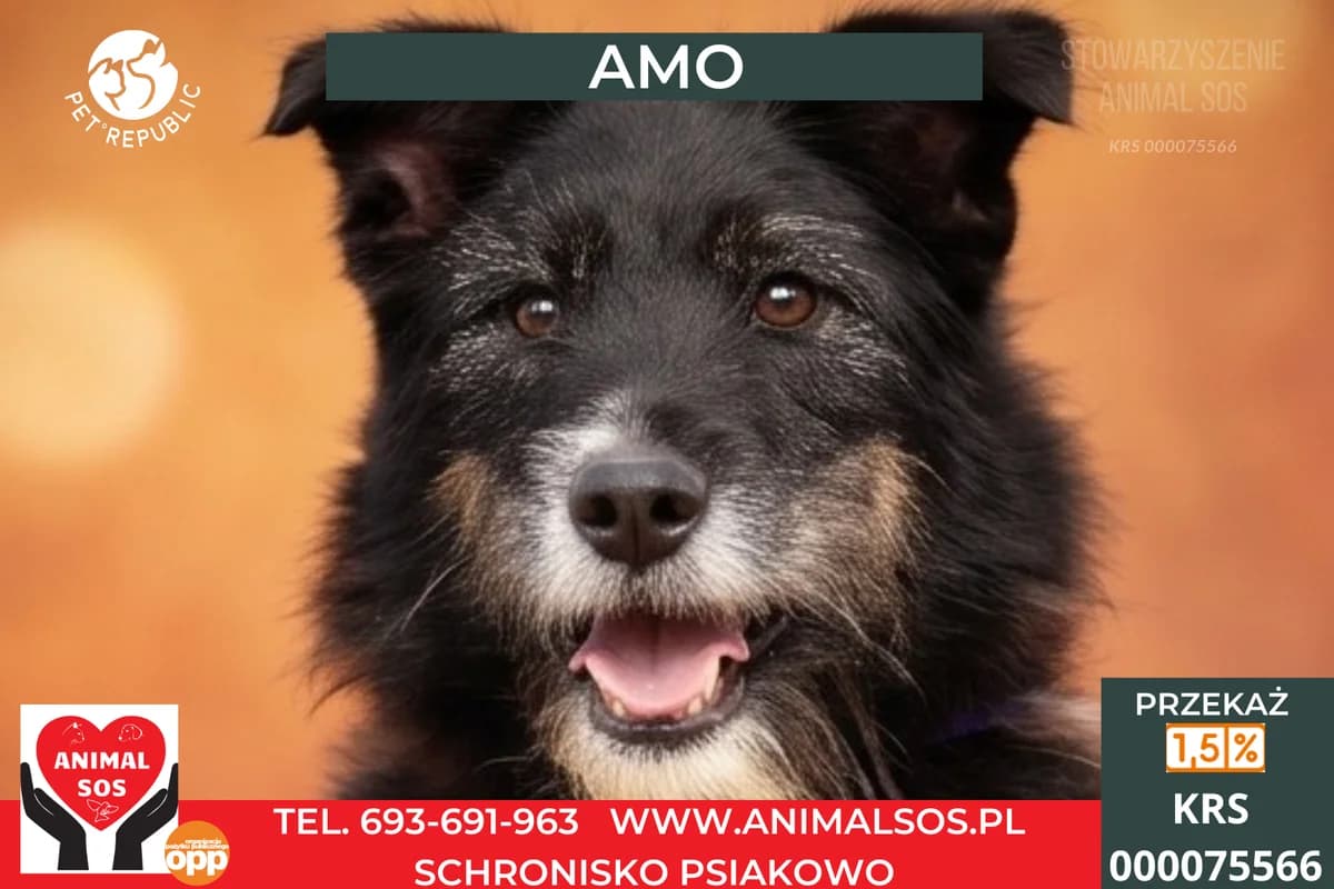AMO, male 6yo Mixed Breed for adoption at Animal Sos Psiakowo Centrum Adopcyjne, 99-423