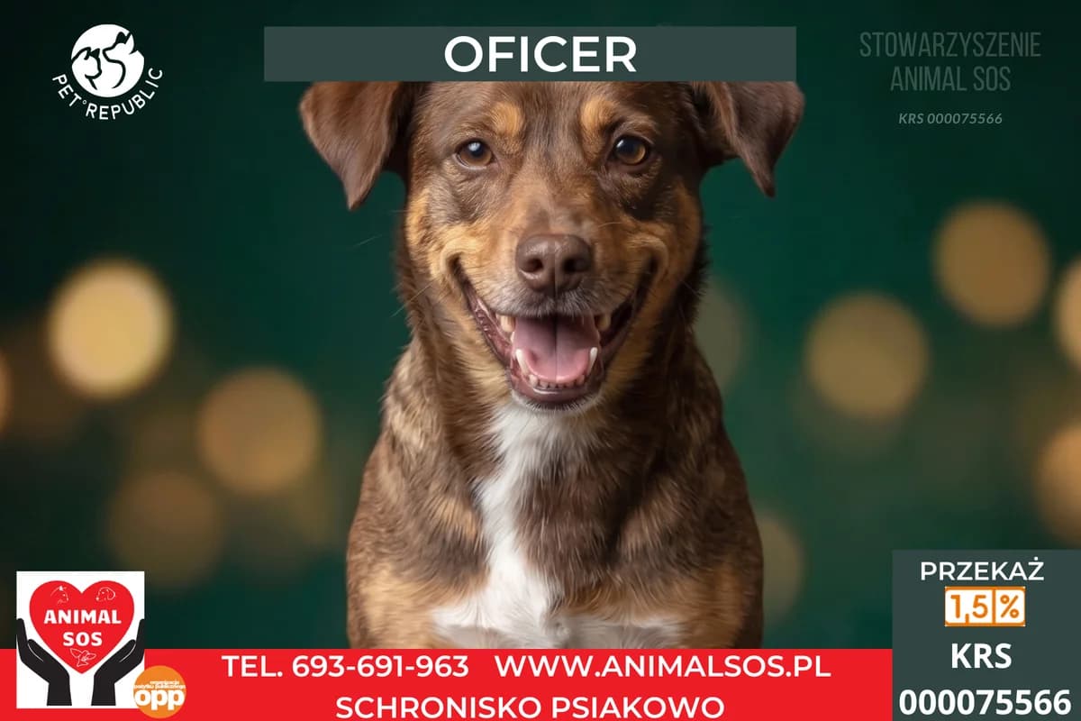 BORNIT, male senior Mixed Breed for adoption at Animal Sos Psiakowo Centrum Adopcyjne, 99-423