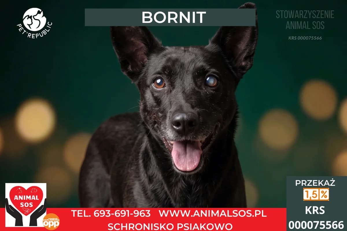 BORNIT, male senior Mixed Breed for adoption at Animal Sos Psiakowo Centrum Adopcyjne, 99-423