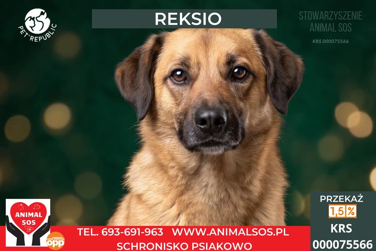 REKSIO, male 4yo Mixed Breed for adoption at Animal Sos Psiakowo Centrum Adopcyjne, 99-423