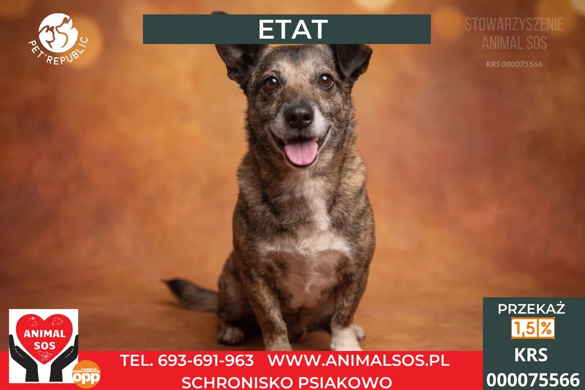 ETAT, male senior Mixed Breed for adoption at Animal Sos Psiakowo Centrum Adopcyjne, 99-423