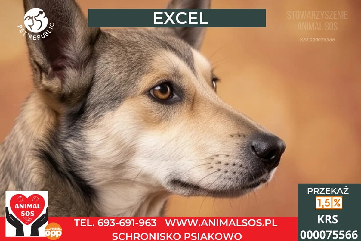 EXCEL, male 5yo Mixed Breed for adoption at Animal Sos Psiakowo Centrum Adopcyjne, 99-423