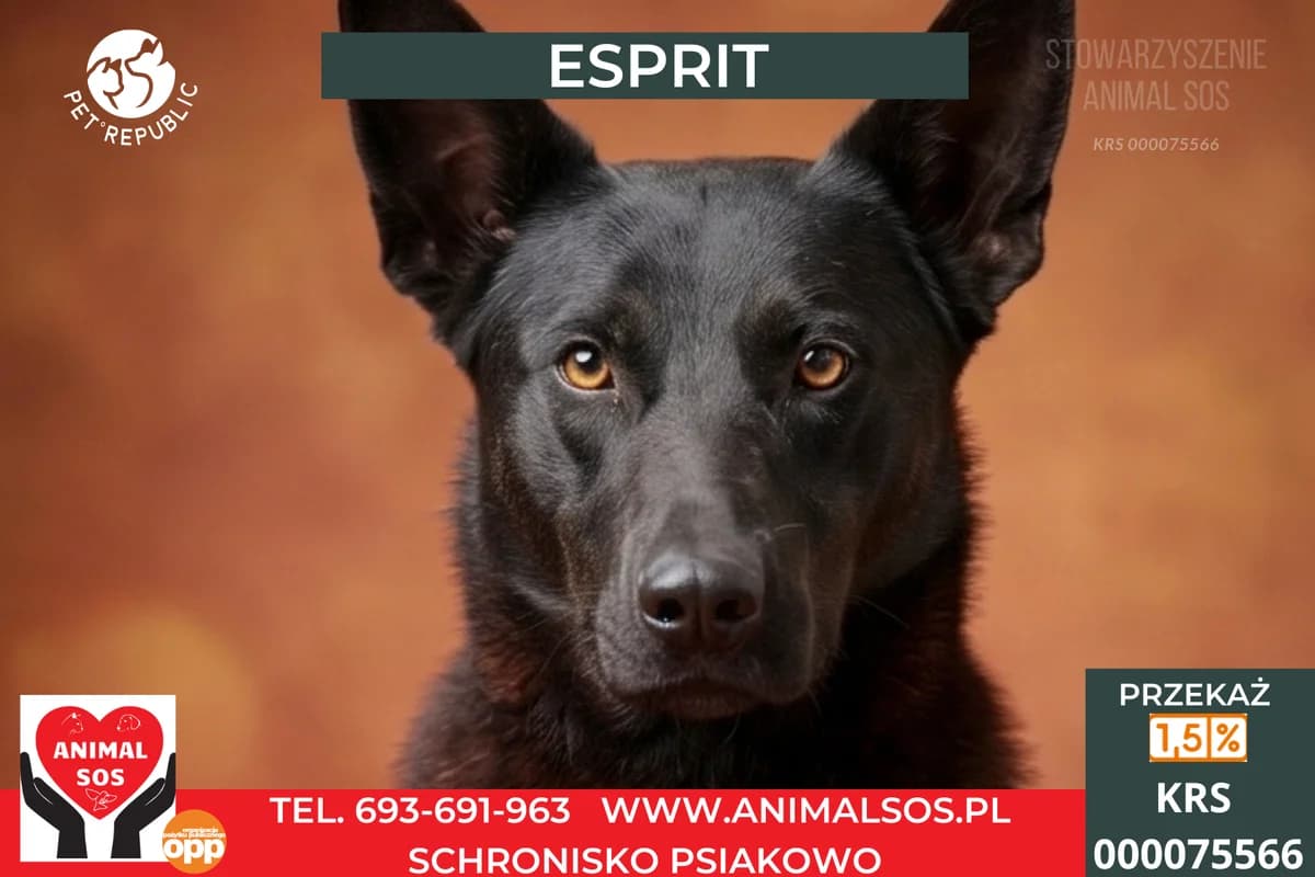 ESPRIT, male young Mixed Breed for adoption at Animal Sos Psiakowo Centrum Adopcyjne, 99-423
