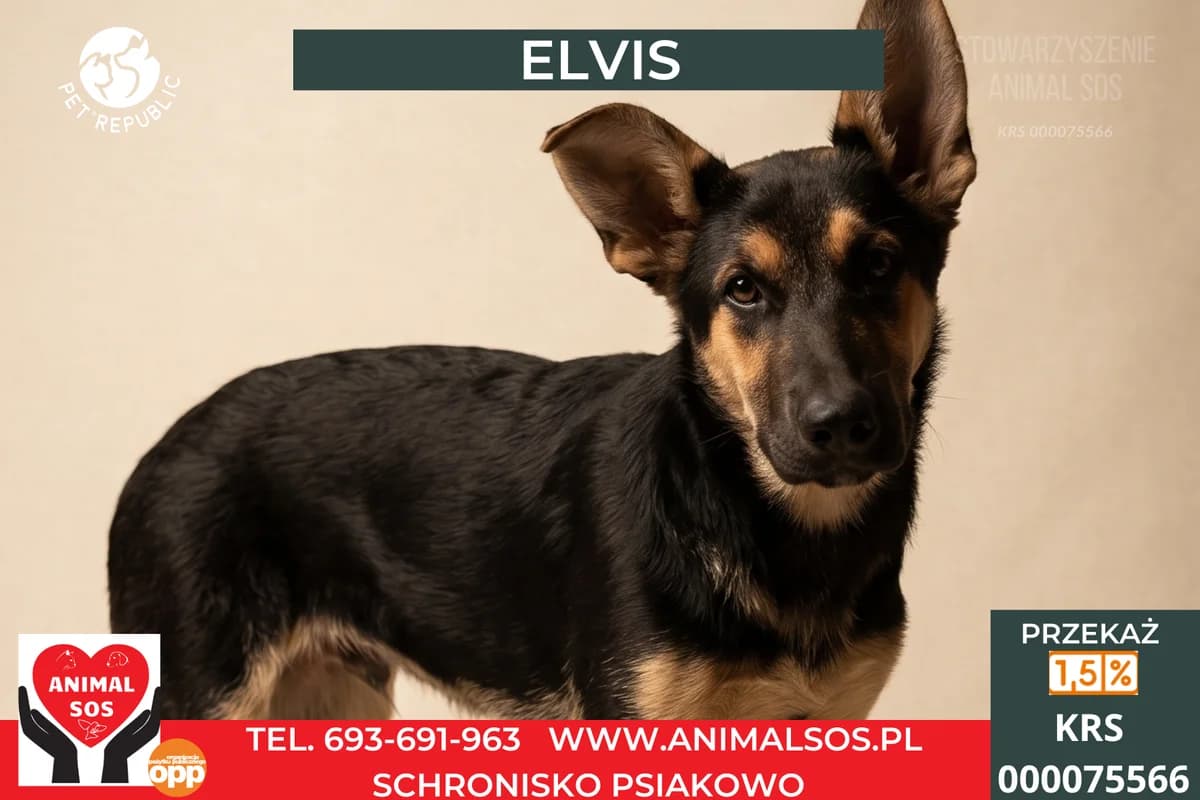 ELVIS, male puppy Mixed Breed for adoption at Animal Sos Psiakowo Centrum Adopcyjne, 99-423