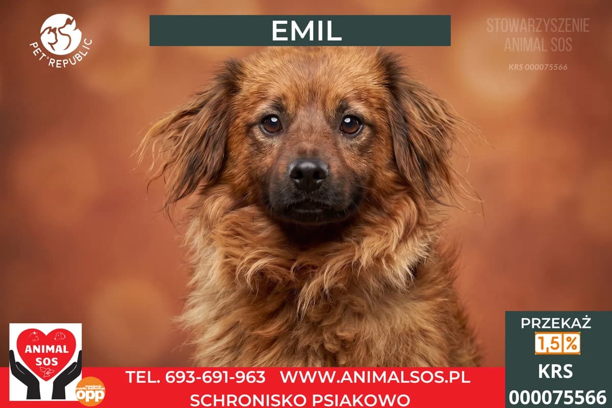 EMIL, male young Mixed Breed for adoption at Animal Sos Psiakowo Centrum Adopcyjne, 99-423