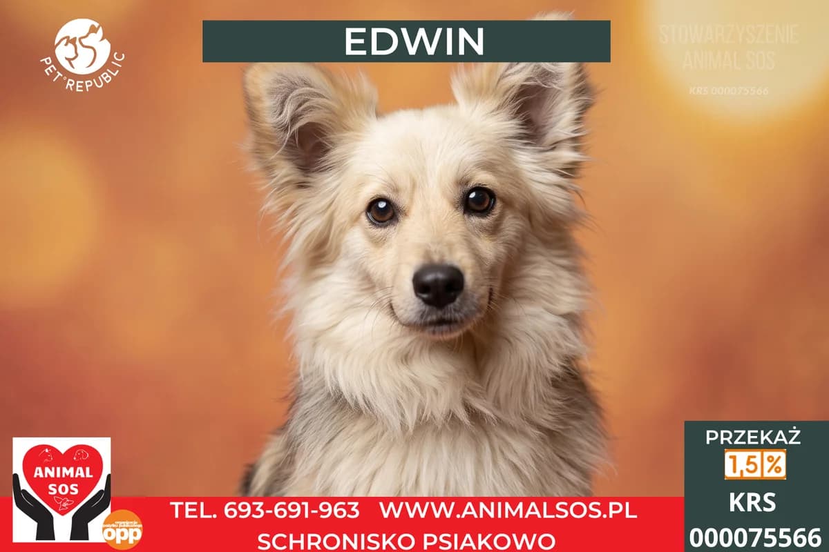 EDWIN, male 4yo Mixed Breed for adoption at Animal Sos Psiakowo Centrum Adopcyjne, 99-423