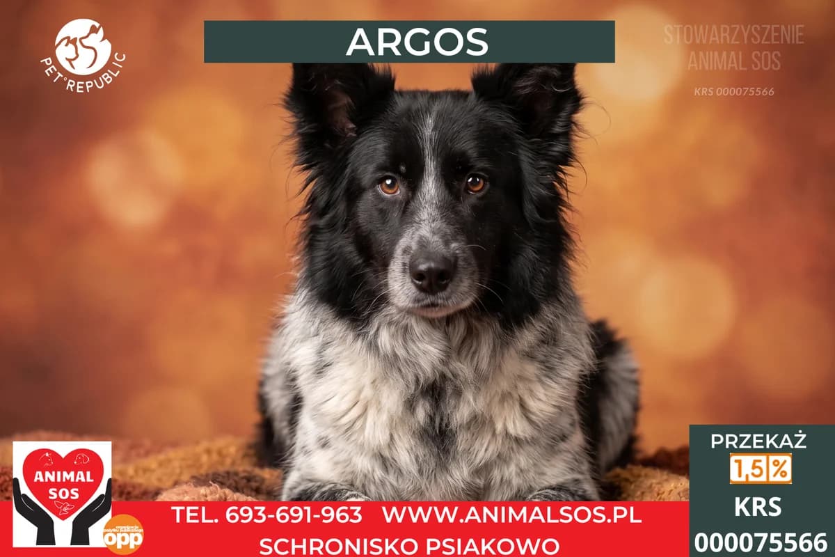 AGROS, male senior Mixed Breed for adoption at Animal Sos Psiakowo Centrum Adopcyjne, 99-423