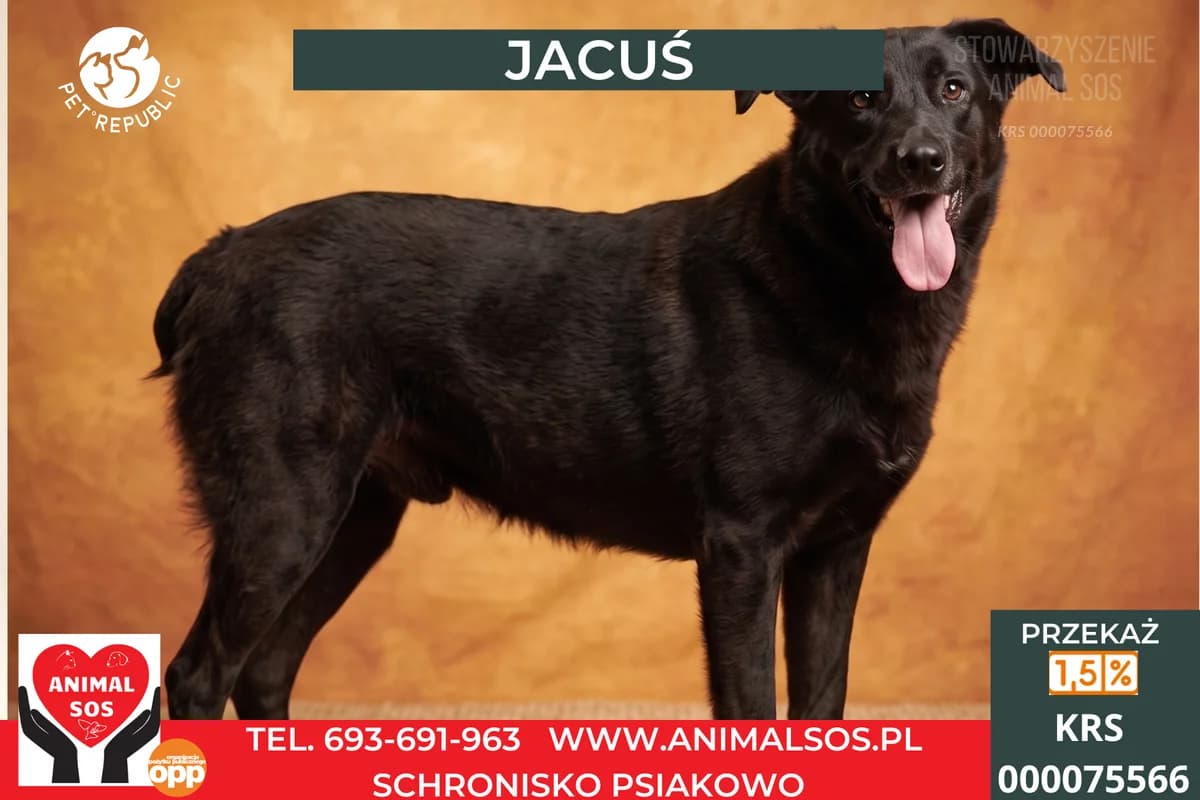 JACUŚ, male 5yo Mixed Breed for adoption at Animal Sos Psiakowo Centrum Adopcyjne, 99-423