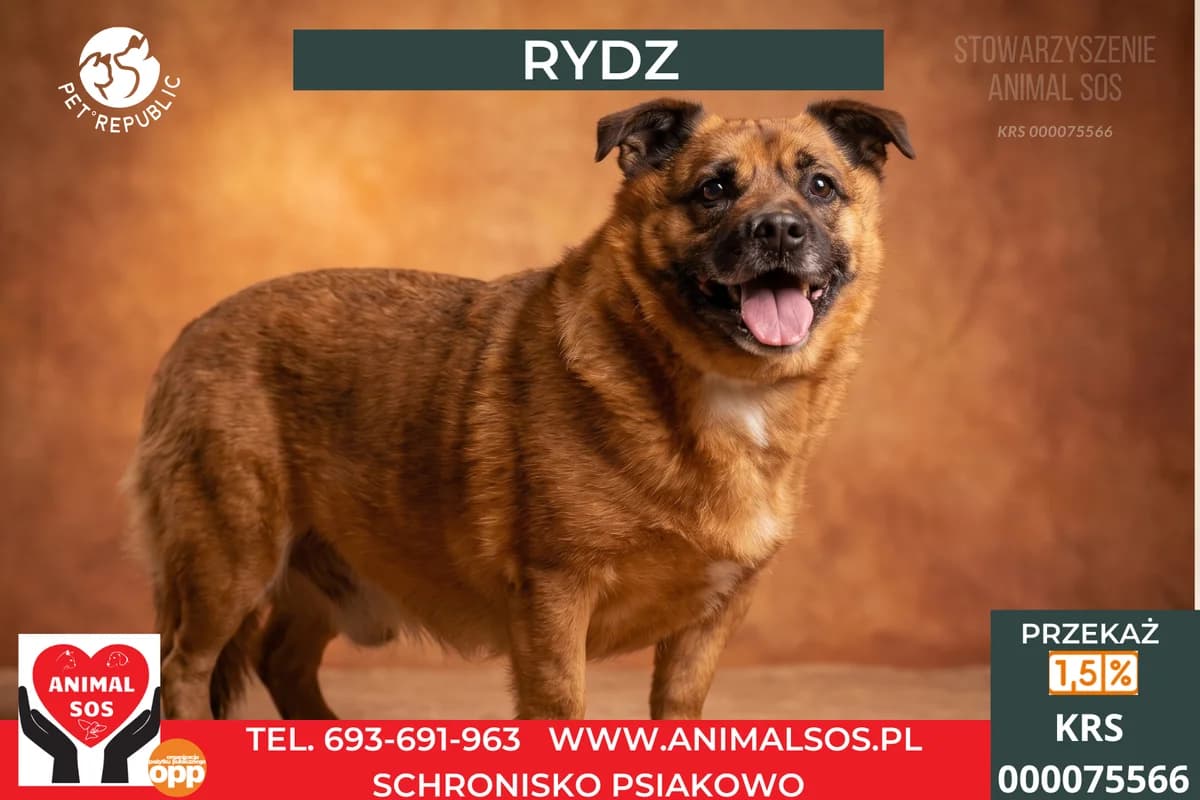 RYDZ, male 6yo Mixed Breed for adoption at Animal Sos Psiakowo Centrum Adopcyjne, 99-423