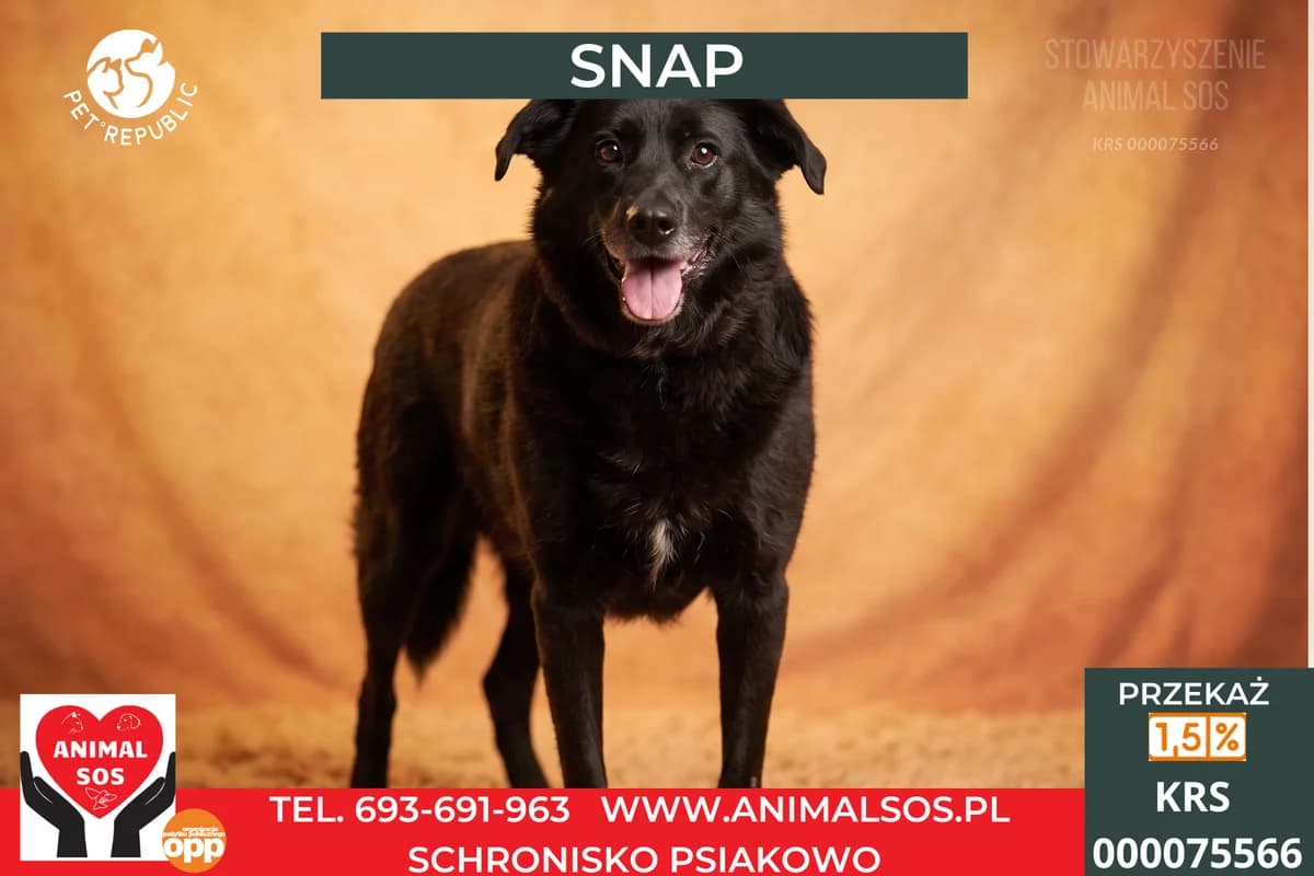 SNAP, male 5yo Mixed Breed for adoption at Animal Sos Psiakowo Centrum Adopcyjne, 99-423