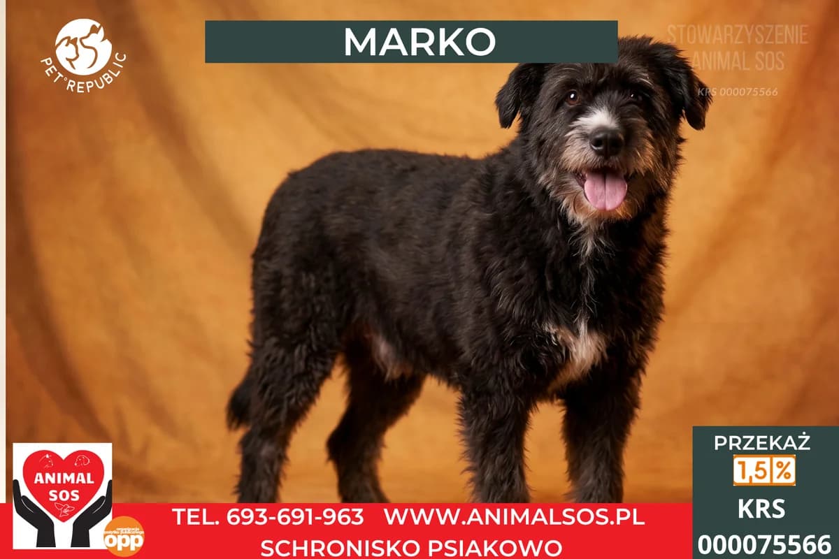 MARKO, male 7yo Mixed Breed for adoption at Animal Sos Psiakowo Centrum Adopcyjne, 99-423