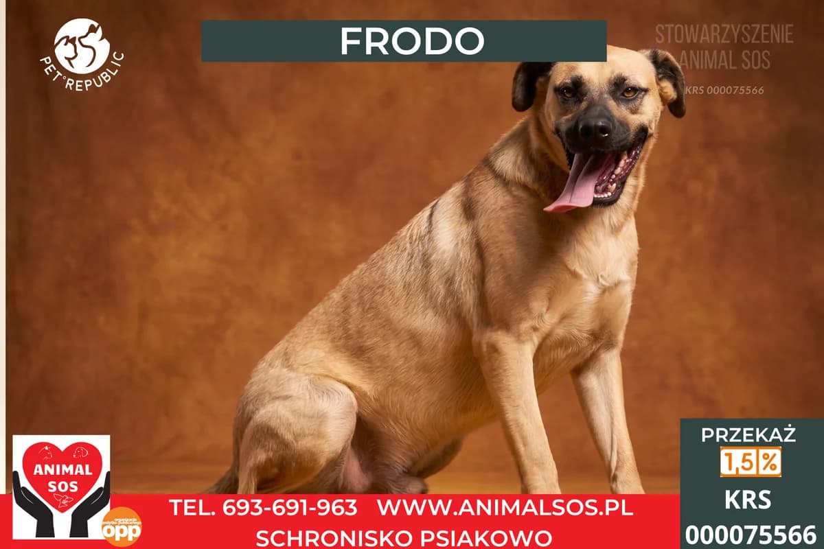 FRODO, male 4yo Mixed Breed for adoption at Animal Sos Psiakowo Centrum Adopcyjne, 99-423