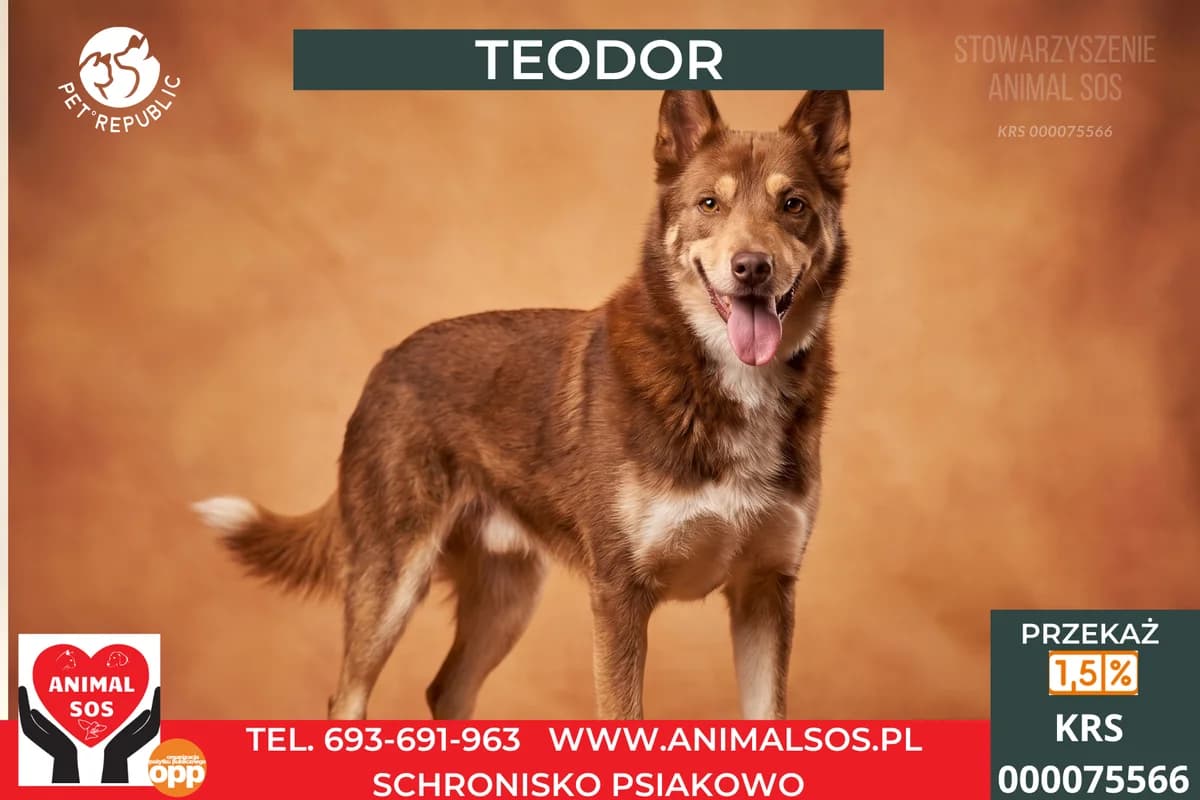 TEODOR, male 5yo Mixed Breed for adoption at Animal Sos Psiakowo Centrum Adopcyjne, 99-423