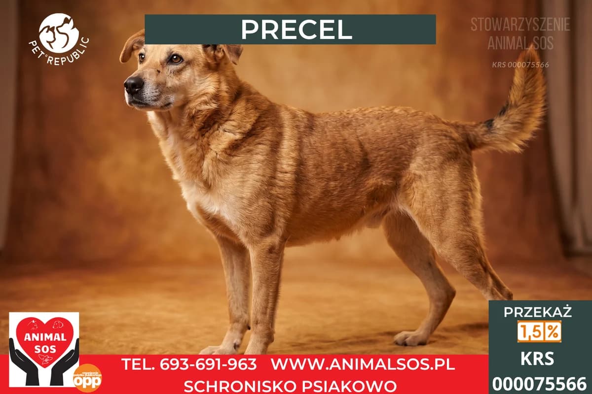 PRECEL, male 7yo Mixed Breed for adoption at Animal Sos Psiakowo Centrum Adopcyjne, 99-423
